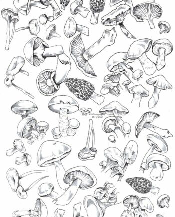 Décalcomanie CL53 Champignons