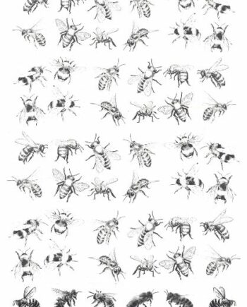 Décalcomanie CL56 Abeilles