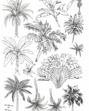 Décalcomanie TL111 Palmiers