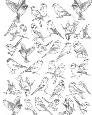 Décalcomanie TL129 Oiseaux
