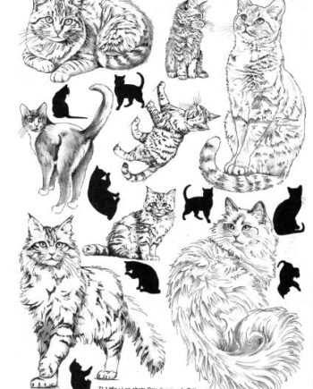 Décalcomanie TL146 Chats