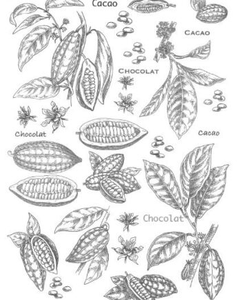 Décalcomanie TL174 Cacao