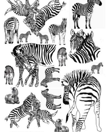 Décalcomanie TL222 Zèbres