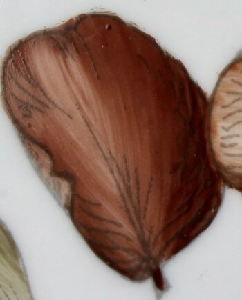 Brun châtaigne - Chestnut brown