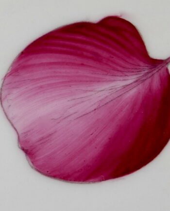 Pourpre rubis - Ruby purple