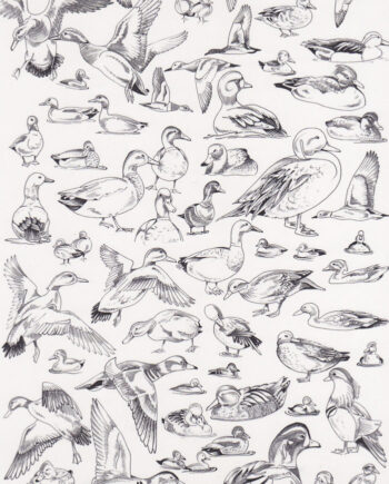 Décalcomanie TL112 Canards