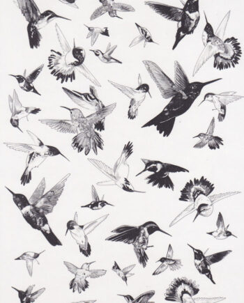 Décalcomanie TL117 Colibris