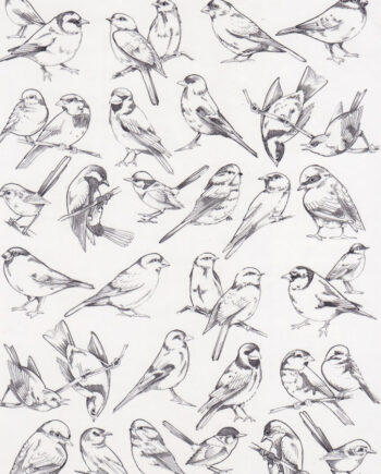 Décalcomanie TL129 Oiseaux