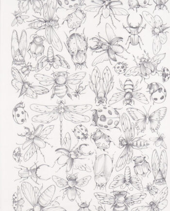 Décalcomanie TL168 Insectes