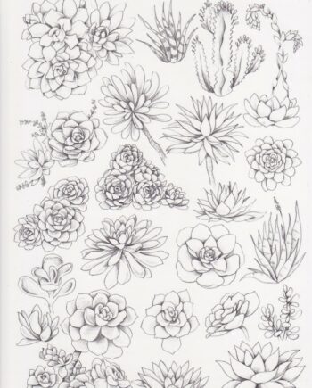 Décalcomanie TL182 Succulents