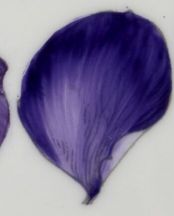 Violet prune - Plum violet