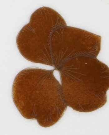 Lustre Fauve