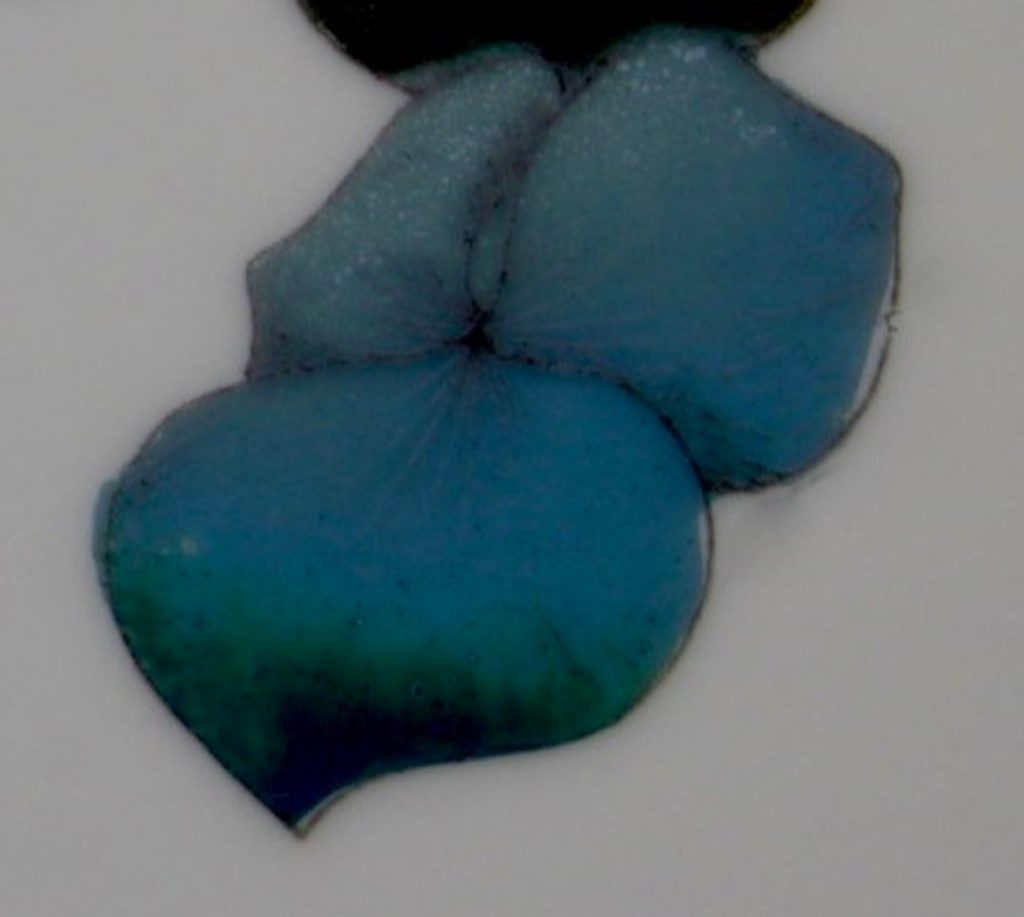 Lustre Turquoise