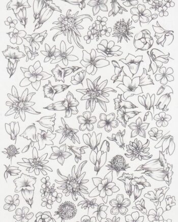 Décalcomanie TL205 Fleurs des Alpes