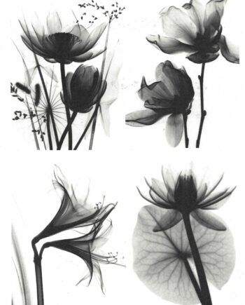 Décalcomanie TL219 Fleurs transparentes