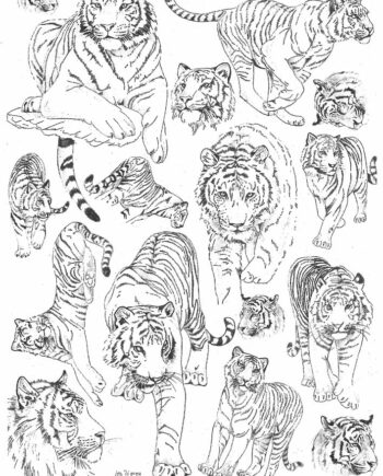 Décalcomanie TL223 Tigres