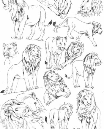 Décalcomanie TL225 Lions