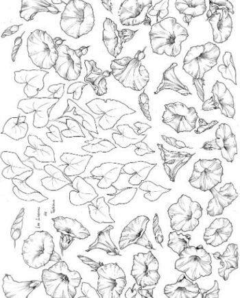 Décalcomanie CL14 Liserons
