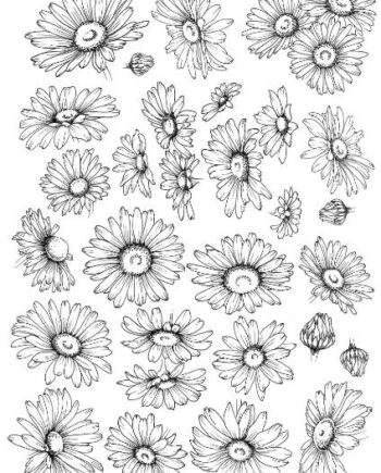 Décalcomanie TL68 Marguerites