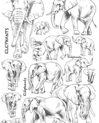 Décalcomanie TL77 Eléphants