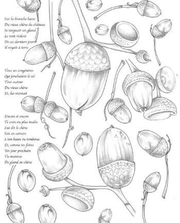 Décalcomanie CL2a Gland et CL2b  Eglantier