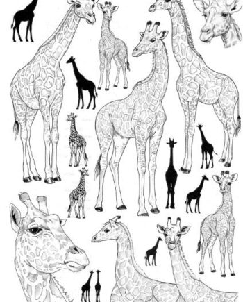 Décalcomanie TL226 Girafes