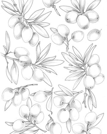 Décalcomanie TL156 Olives